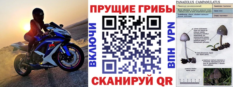 omg онион  Ессентуки  Галлюциногенные грибы Psilocybe  купить закладку 